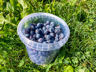 Small plastick bucket full with big, ripe cultivated blueberries or highbush blueberries harvested in the garden in green grass in sunlight