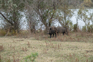 Wild boar (Sus scrofa) walking next to the delta Danube river