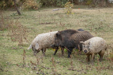 Obraz premium Wild boar (Sus scrofa) is heading the herd of Feral pigs (boar-pig hybrid) in an autumn meadow