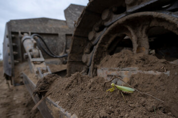 Fototapeta na wymiar Praying mantis sits on a track of bulldozer. Close Up of mantis insect