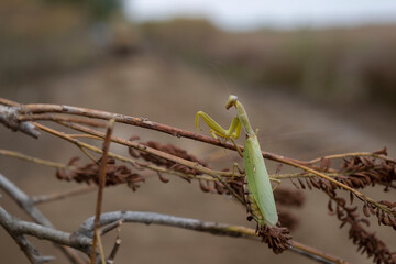 Praying mantis sits on a branch on background sky with clouds. Closeup of mantis insect