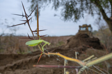 Praying mantis sits on a branch on background bul'dozer. Closeup of mantis insect