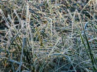 View of grass covered with big ice crystals of white early morning frost on plants in the end of autumn and early winter in bright sunlight