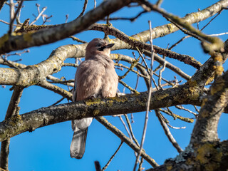 The Eurasian jay (Garrulus glandarius) sitting on a branch with visible wing with black and white bars and a prominent bright blue patch with fine black bars