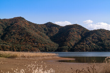The beautiful autumn scenery and reeds of Hoedong Lake, the landmark of Busan, South Korea.