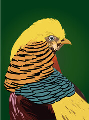 colorful  bird