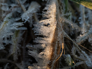 Macro shot of autumn leaves covered with white early morning frost crystals in the end of autumn and early winter