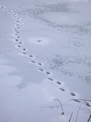 Perfect footprints and tracks of Eurasian beaver / European beaver (Castor fiber) walking in very wet freezing snow and ice on a river