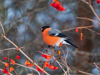 Bird Eurasian bullfinch sitting on branches of guelder rose and eating red fruits in winter