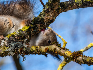 Close-up of Red Squirrel (Sciurus vulgaris) siting among branches on the tree and licking a birch tree branch in spring with blue sky in the background