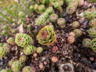 Close-up shot of green and pink golden root or rose root (Rhodiola rosea) plant starting to grow from its root in spring in sunlight