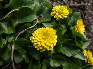 Attractive variety of buttercup (Ranunculus ficaria) 'Plena' with bright yellow fully double...