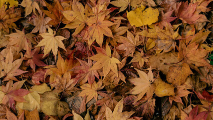 紅葉のテクスチャ