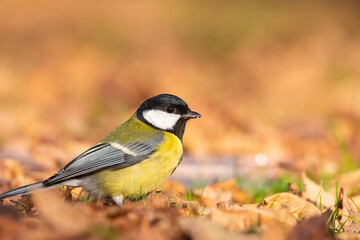 Great tit close up ( Parus major )..