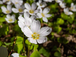 The wood sorrel or common wood sorrel (Oxalis acetosella) with small, white flowers with pink streaks growing in forest in spring