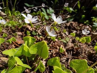 The wood sorrel or common wood sorrel (Oxalis acetosella) with small, white flowers with pink streaks growing in forest in spring