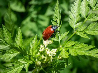 Red, round and ladybird-like broad-shouldered leaf beetle (Chrysomela populi) sitting on green leaf among green vegetation