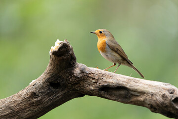 Robin - Erithacus rubecula - in a forest on a tree trunk