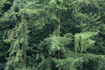 A close-up of fresh green pine trees
