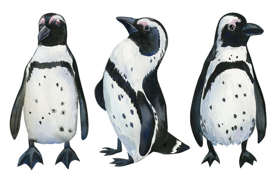 Penguins an isolated white background, watercolor illustration