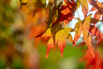 red maple leaves