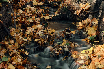 autumn leaves on the ground at the waterfall