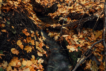 autumn leaves on the ground at the waterfall
