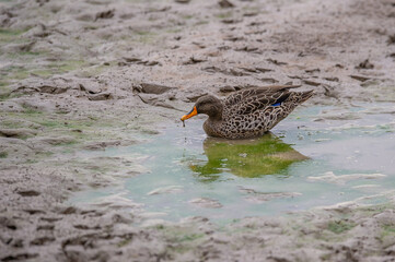 Yellow billed duck drinking water