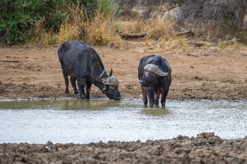 Fototapeta premium Cape Buffalo drinking water