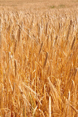 Vollreifes Gerstenfeld