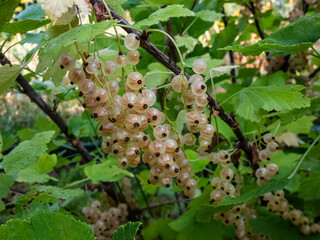 Perfect ripe white currants (ribes rubrum) on the branch between green leaves with green background