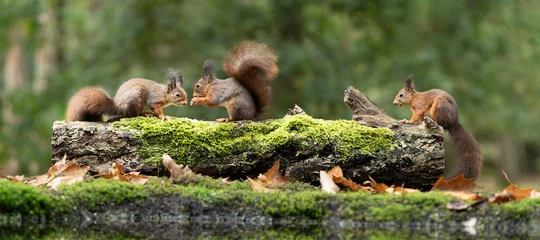 Crédence en verre imprimé Écureuil Erasian Red Squirrel - Sciurus vulgaris - trois écureuils dans une forêt mangeant et buvant