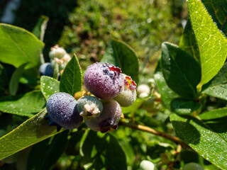 Cultivated blueberries or highbush blueberries growing on branches in various stages of maturation...