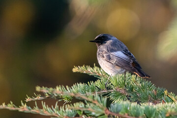Black Redstart perched on a tree branch