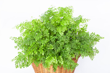 観葉植物『アジアンタム』の鉢植え