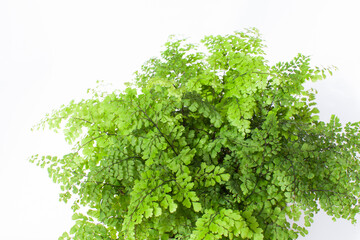 Obraz premium 観葉植物『アジアンタム』の鉢植え
