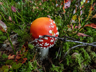 Small, red poisonous mushroom Fly Agaric (Amanita Muscaria) mushroom with white warts surrounded with green grass, dry branches and leaves and moss on forest ground in autumn