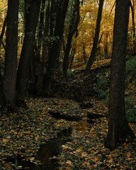 colors and colors of the autumn forest