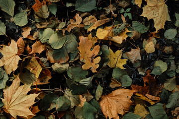 background of autumn leaves in the forest