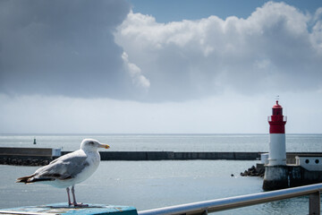 Le goéland et le phare © Franck Chapolard