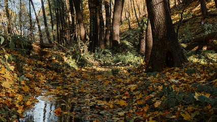 a stream in the autumn forest