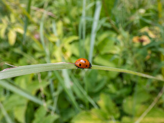 Close-up of walking ladybug the seven-spot ladybird (Coccinella septempunctata) on a grass blade. Elytra are red, punctuated with three black spots each, with one over the junction of two