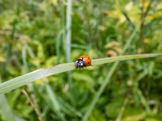 Close-up of walking ladybug the seven-spot ladybird (Coccinella septempunctata) on a grass blade. Elytra are red, punctuated with three black spots each, with one over the junction of two