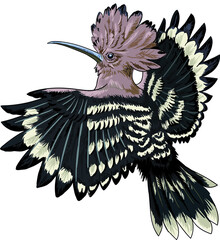 Hoopeo bird, rare birds collection, art.illustration, vector