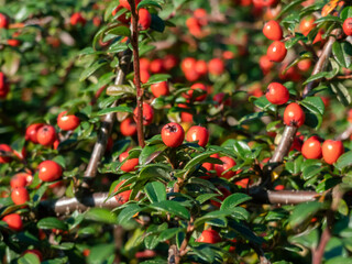 Evergreen shrub with small, glossy, dark green leaves and bright red fruits of bearberry cotoneaster (Cotoneaster dammeri) cultivar 'Skogholm'