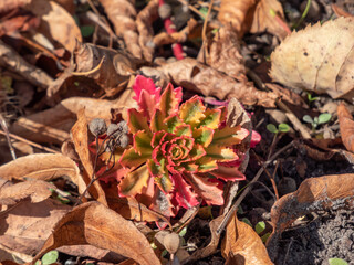 Macro shot of colorful evergreen Caucasian stonecrop 