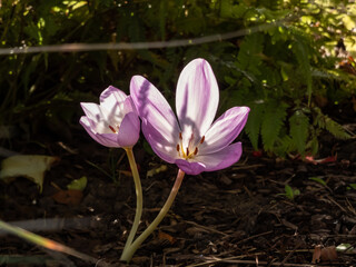 Closeup shot of a couple of purple autumn crocuses (Colchicum autumnale) in sunlight with dark background in autumn