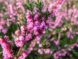 Macro of beautiful pink-red, double flowers of Calluna vulgaris 'Red favorit'  in autumn