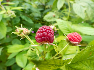 Macro shot of perfect red, ripe raspberry growing on a plant among green leaves in late autumn