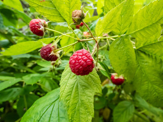 Macro shot of perfect red, ripe raspberry growing on a plant among green leaves in late autumn